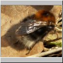 Bombus hypnorum - Baumhummel 05.jpg